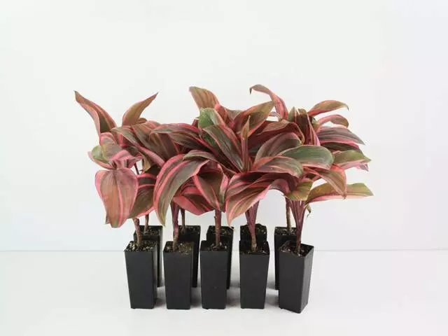 Shrubs Cordyline T. Pink Champion 3 Shrubs Cordyline T. Pink Champion