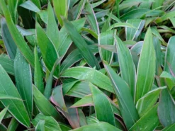 Shrubs Cordyline Mixed Pack