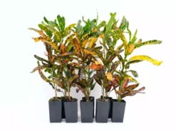 Shrubs Croton Bush On Fire