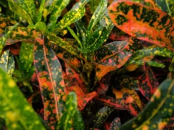 Shrubs Croton Bush On Fire