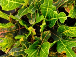 Shrubs Croton Excellent Border Plants