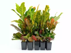 Shrubs Croton Excellent Border Plants