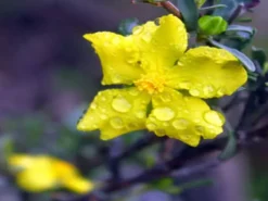 Shrubs Hibbertia Vestita Little Rocker