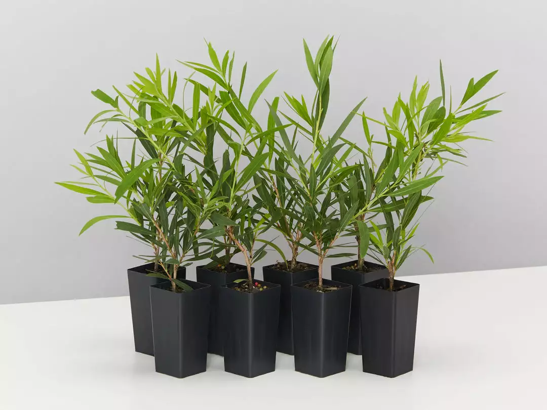 Shrubs Callistemon Viminalis Wilderness White