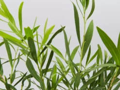 Shrubs Callistemon Viminalis Wilderness White