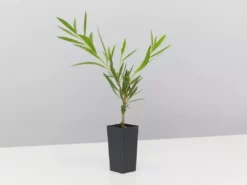 Shrubs Callistemon Viminalis Wilderness White