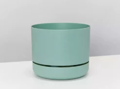 Pot + Plant Gift Box Border Plants Sansevieria Trifasciata Superba - Plant + Pot + Soil