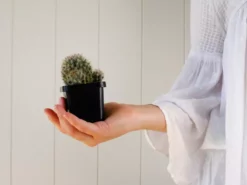 Assorted Cacti Box 🌵 Plant Packs