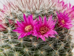 Full Sun Large Assorted Cacti Pack