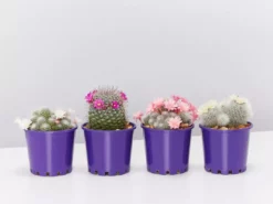 Full Sun Large Assorted Cacti Pack