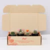 Assorted Cacti Box 🌵 Plant Packs
