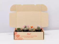 Assorted Cacti Box 🌵 Plant Packs