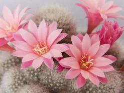 Full Sun Large Assorted Cacti Pack