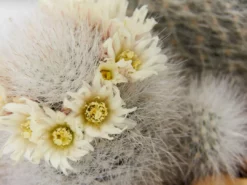 Full Sun Large Assorted Cacti Pack