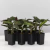 Indoor Garden Calathea Beauty Star Pet-friendly Indoor Plants 1 Indoor Garden Calathea Beauty Star Pet-friendly Indoor Plants