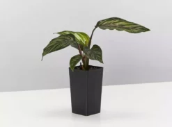 Indoor Garden Calathea And Ctenanthe Houseplant Pack