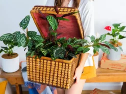 Indoor Garden Calathea And Ctenanthe Houseplant Pack