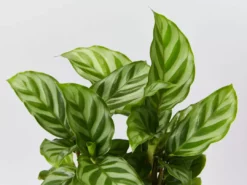 Indoor Garden Calathea Louisae Freddy