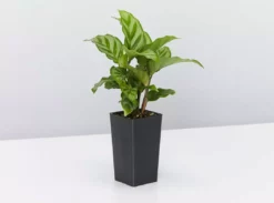 Indoor Garden Calathea And Ctenanthe Houseplant Pack