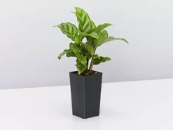 Indoor Garden Easy Care Plants Assorted Pack Of Houseplants 🍃 *Pick Your Own