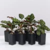 Indoor Garden Calathea Makoyana Pet-friendly Indoor Plants 2 Indoor Garden Calathea Makoyana Pet-friendly Indoor Plants