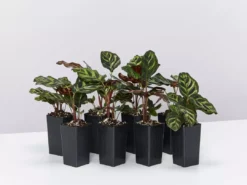 Indoor Garden Calathea Makoyana Pet-friendly Indoor Plants