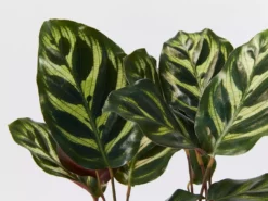 Indoor Garden Calathea Makoyana Pet-friendly Indoor Plants