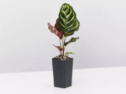 Indoor Garden Child Friendly Indoor Plants Pack Easy Care Plants