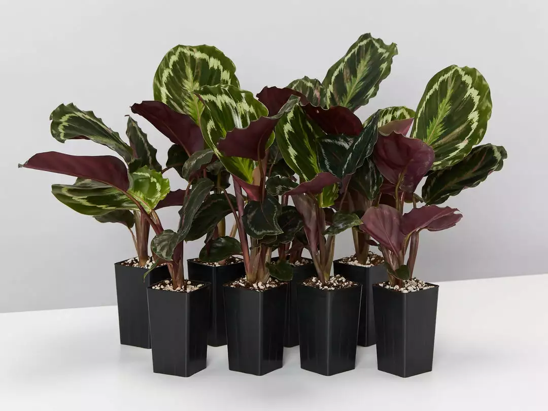Indoor Garden Calathea Roseopicta Medallion Pet-friendly Indoor Plants 3 Indoor Garden Calathea Roseopicta Medallion Pet-friendly Indoor Plants