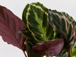 Indoor Garden Calathea Roseopicta Medallion Pet-friendly Indoor Plants