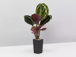 Indoor Garden Calathea Roseopicta Medallion Pet-friendly Indoor Plants 11 Indoor Garden Calathea Roseopicta Medallion Pet-friendly Indoor Plants