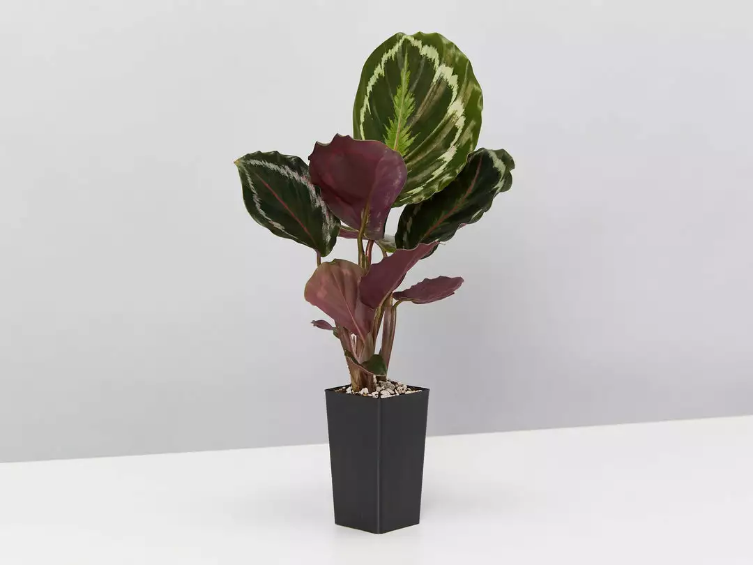 Indoor Garden Calathea Roseopicta Medallion Pet-friendly Indoor Plants 6 Indoor Garden Calathea Roseopicta Medallion Pet-friendly Indoor Plants