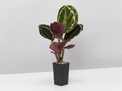 Indoor Garden Calathea And Ctenanthe Houseplant Pack