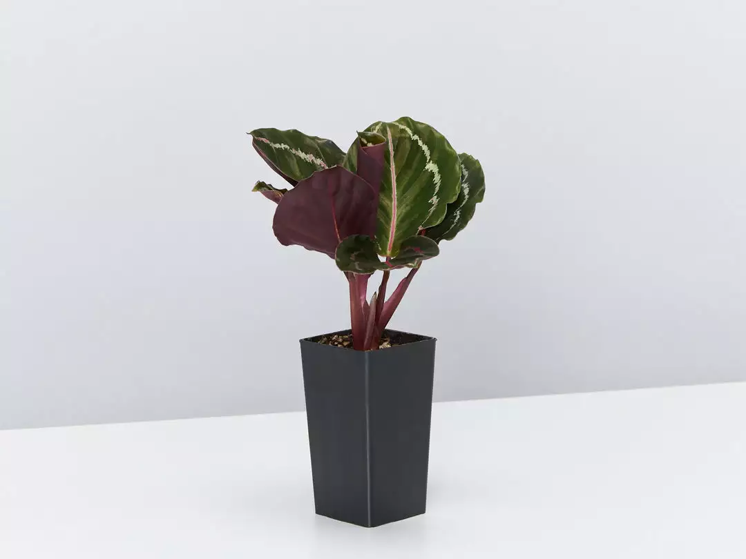 Indoor Garden Air Purifying Rainbow π Box - Indoor 13 Indoor Garden Air Purifying Rainbow π Box - Indoor