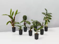 Indoor Garden Calathea And Ctenanthe Houseplant Pack