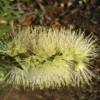 Shrubs Callistemon Viminalis Wilderness White