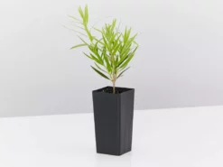 Shrubs Callistemon Viminalis Dwarf