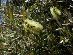 Shrubs Mixed Callistemon Box