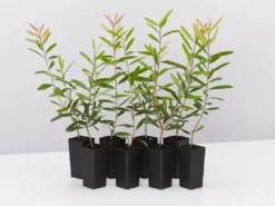 Ozbreed Callistemon Candy Burst ‘CNU06’ PBR