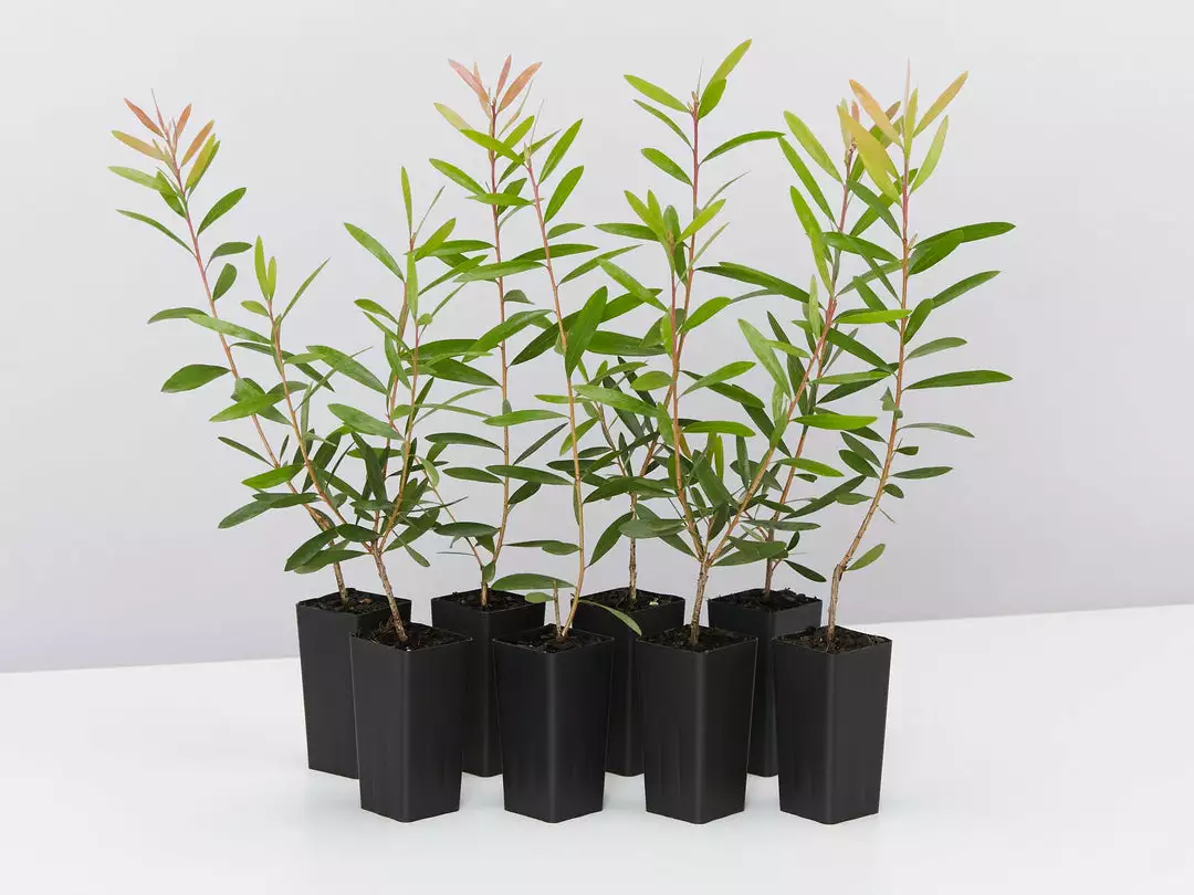 Ozbreed Callistemon Candy Burst ‘CNU06’ PBR 3 Ozbreed Callistemon Candy Burst ‘CNU06’ PBR