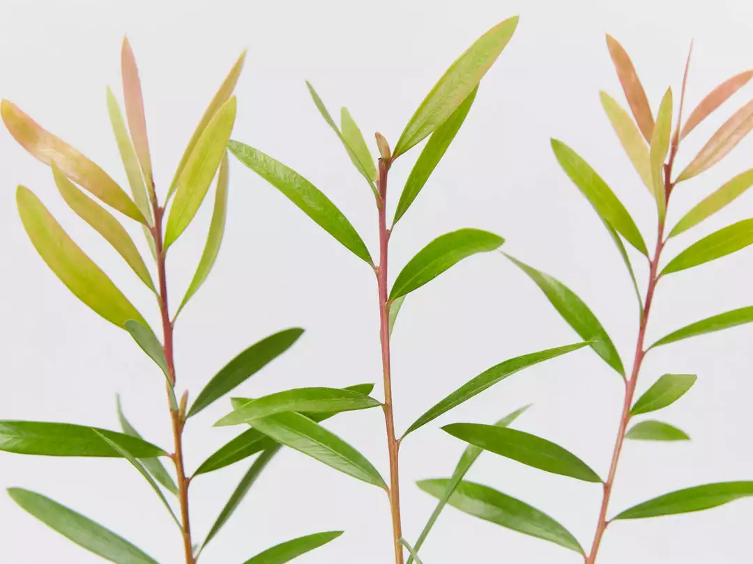 Ozbreed Callistemon Candy Burst ‘CNU06’ PBR 5 Ozbreed Callistemon Candy Burst ‘CNU06’ PBR