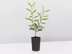 Ozbreed Callistemon Candy Burst ‘CNU06’ PBR 10 Ozbreed Callistemon Candy Burst ‘CNU06’ PBR