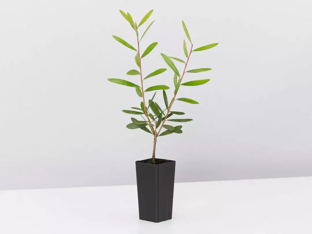 Ozbreed Callistemon Candy Burst ‘CNU06’ PBR 6 Ozbreed Callistemon Candy Burst ‘CNU06’ PBR