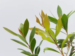 Shrubs Callistemon Citrinus Endeavour Full Sun 9 Shrubs Callistemon Citrinus Endeavour Full Sun