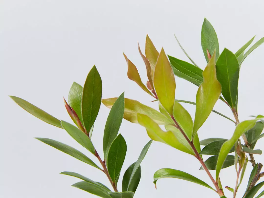 Shrubs Callistemon Citrinus Endeavour Full Sun 5 Shrubs Callistemon Citrinus Endeavour Full Sun