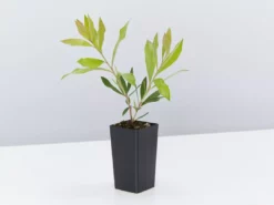 Shrubs Callistemon Citrinus Endeavour Full Sun 10 Shrubs Callistemon Citrinus Endeavour Full Sun