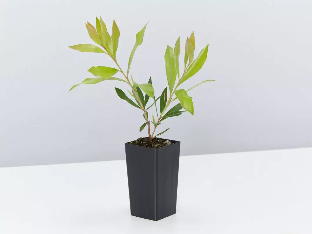 Shrubs Callistemon Citrinus Endeavour Full Sun 6 Shrubs Callistemon Citrinus Endeavour Full Sun