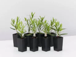 Shrubs Callistemon Viminalis Hannah Ray Full Sun