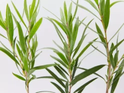 Shrubs Callistemon Viminalis Hannah Ray Full Sun