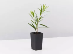 Shrubs Callistemon Viminalis Hannah Ray Full Sun